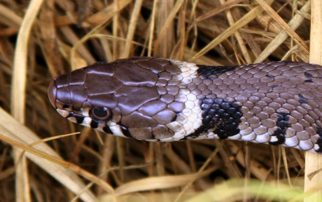 Grass snake